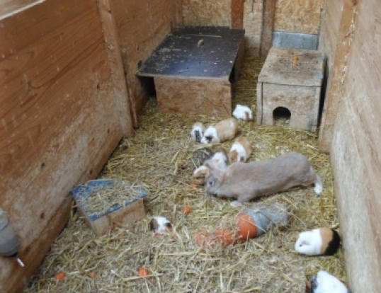 gallery/meerschweinchen